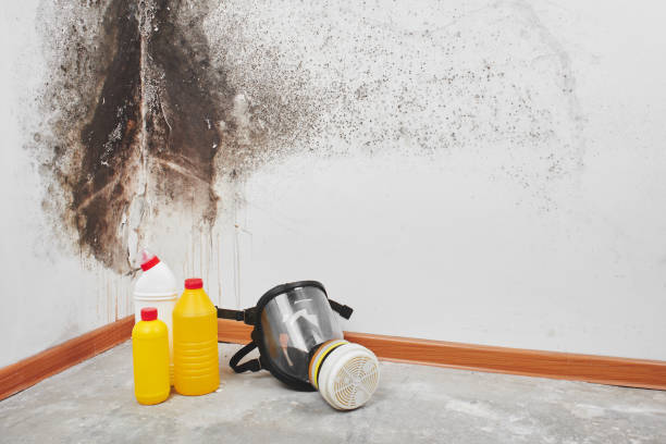 Best Basement Mold Remediation in Lynwood, CA