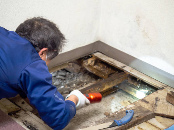 Best Residential Mold Remediation in Lynwood, CA