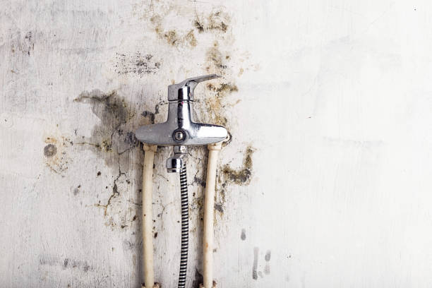 Best Preventive Mold Services in Lynwood, CA