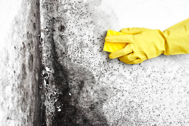 Best Emergency Mold Remediation in Lynwood, CA