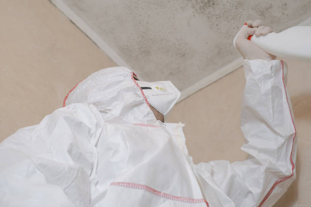 Best Commercial Mold Remediation in Lynwood, CA