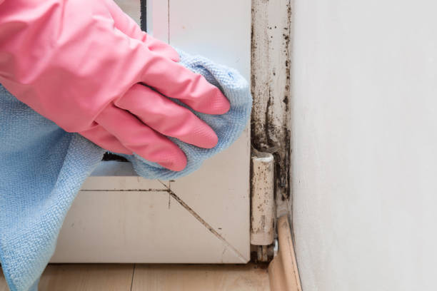 Best Attic Mold Remediation in Lynwood, CA