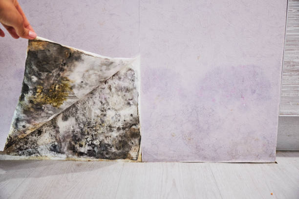 Best Mold Remediation for Specific Building Types in Lynwood, CA